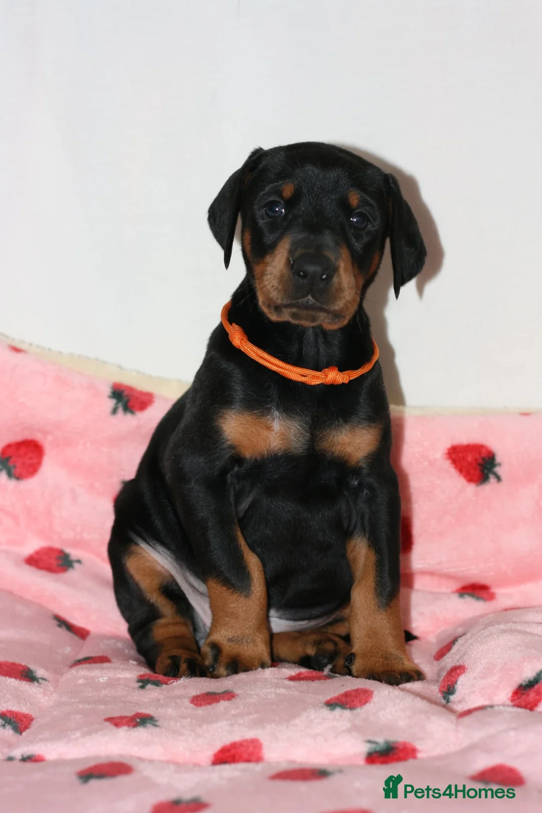 Dobermann dogs for sale: Evalesco Dobermanns - Advert 22