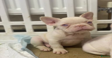 French Bulldog dogs - Advert 13