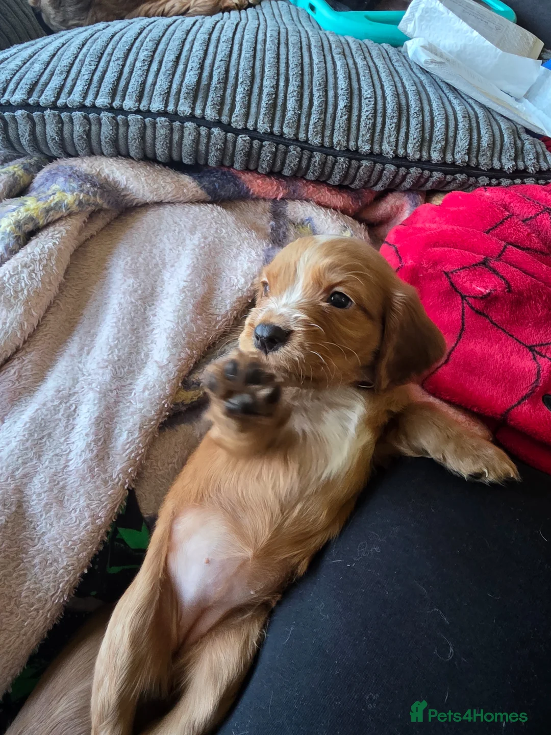 Cocker Spaniel dogs for sale: 5 cocker spaniels puppys in Guildford - Advert 1