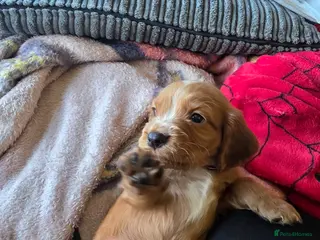 Cocker Spaniel dogs 5 cocker spaniels puppys - Advert 1