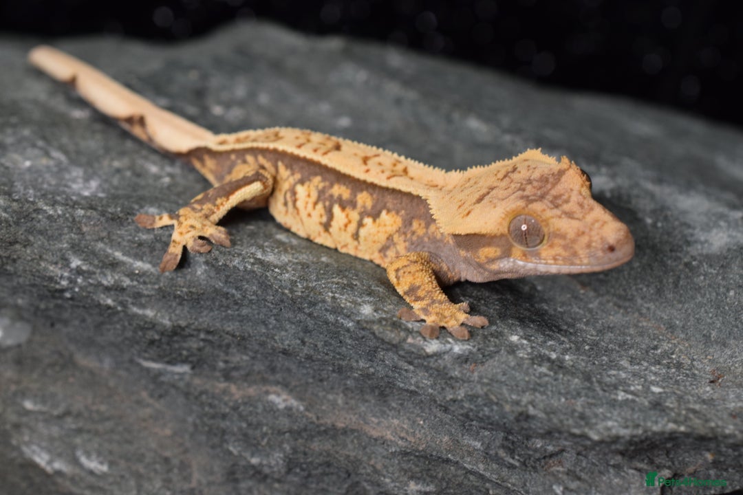Gecko reptiles for sale: Crested geckos - Advert 3
