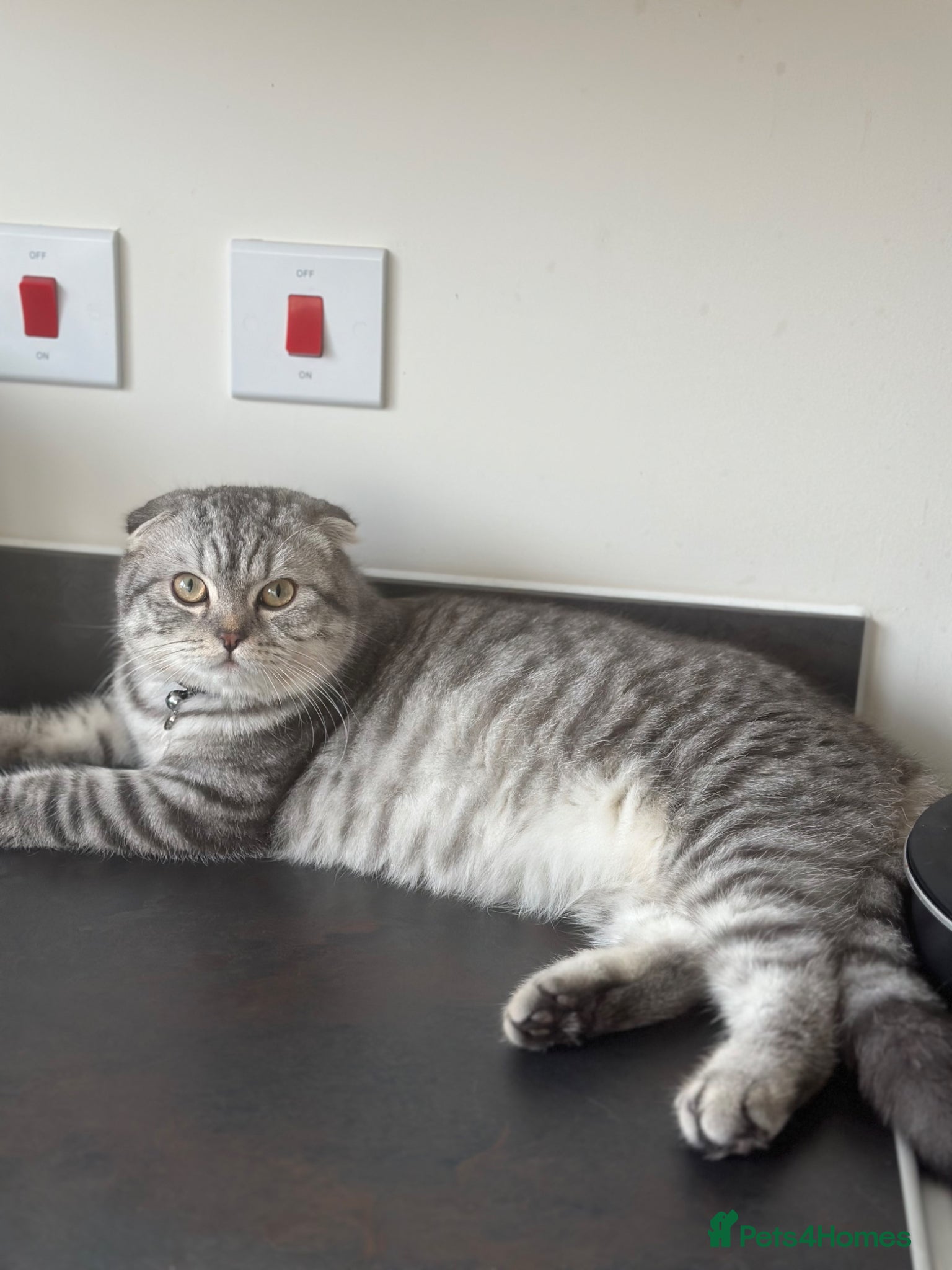 Scottish Fold cats Taz for Stud - Advert 1