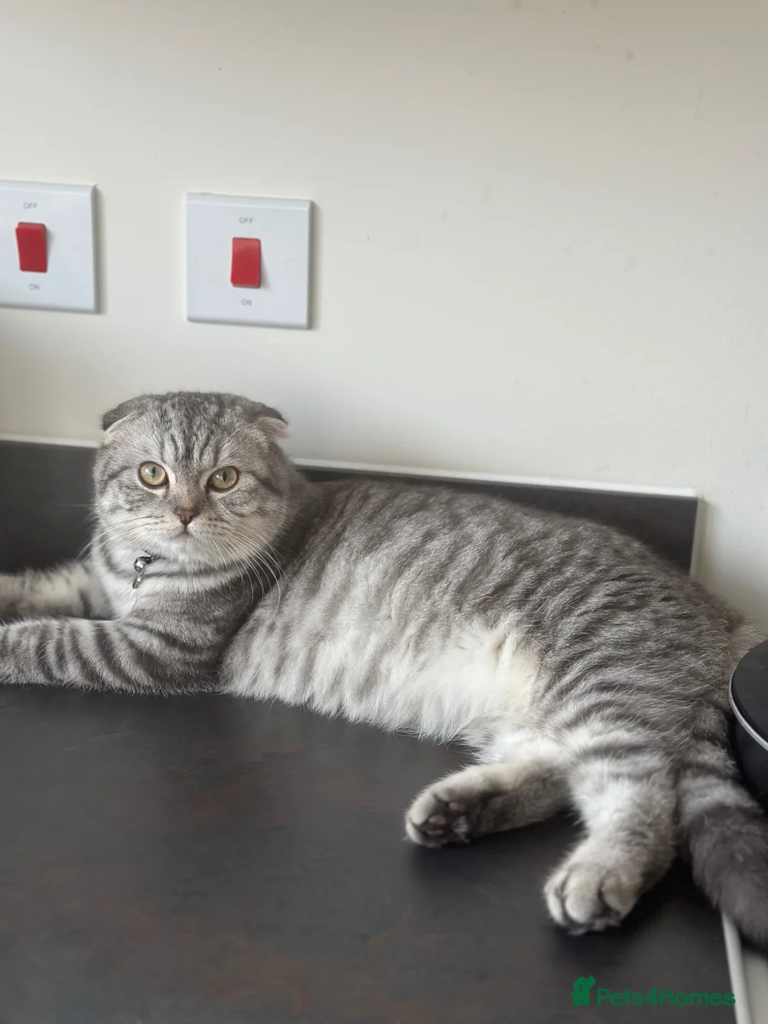 Scottish Fold cats for stud: Taz for Stud - Advert 1