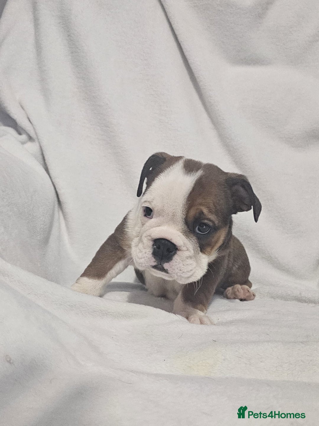 English Bulldog dogs for sale: Champion English bulldogs - Image 14