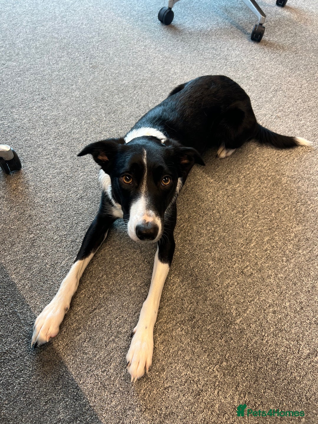 Border Collie dogs for sale: Cooper & Peach  - Image 17