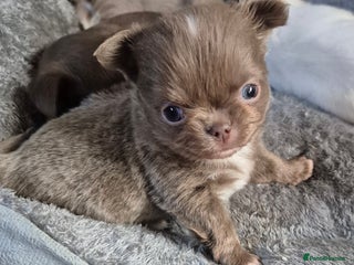 Chihuahua dogs KC chihuahua puppies - Advert 1