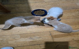 British Longhair cats for sale: 3 male kittens for sale  in Harrow - Image 15