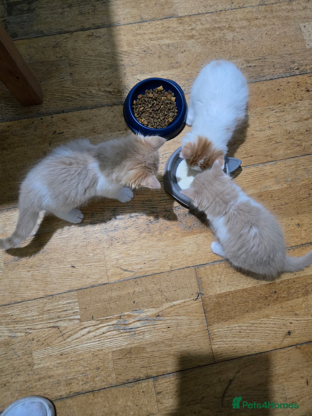 British Longhair cats for sale: 3 male kittens for sale  in Harrow - Image 15