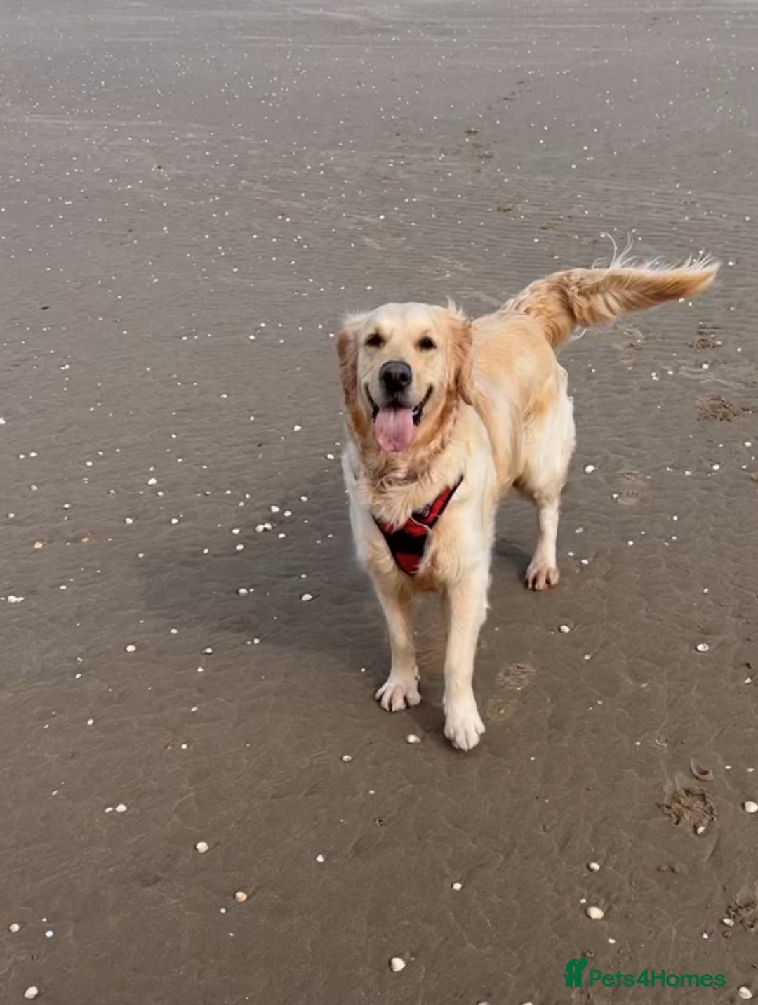 Golden Retriever dogs for sale:  Golden Retriever Puppies – KC Registered - Advert 3