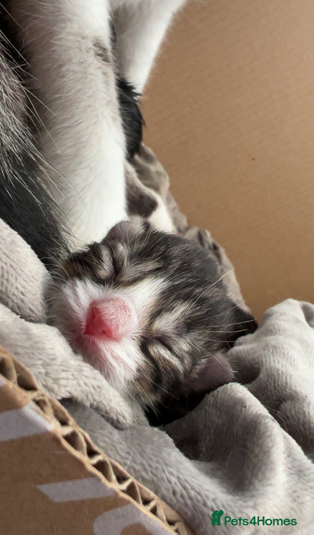 Domestic Shorthair cats for sale: Domestic Shorthair kittens  - Image 1