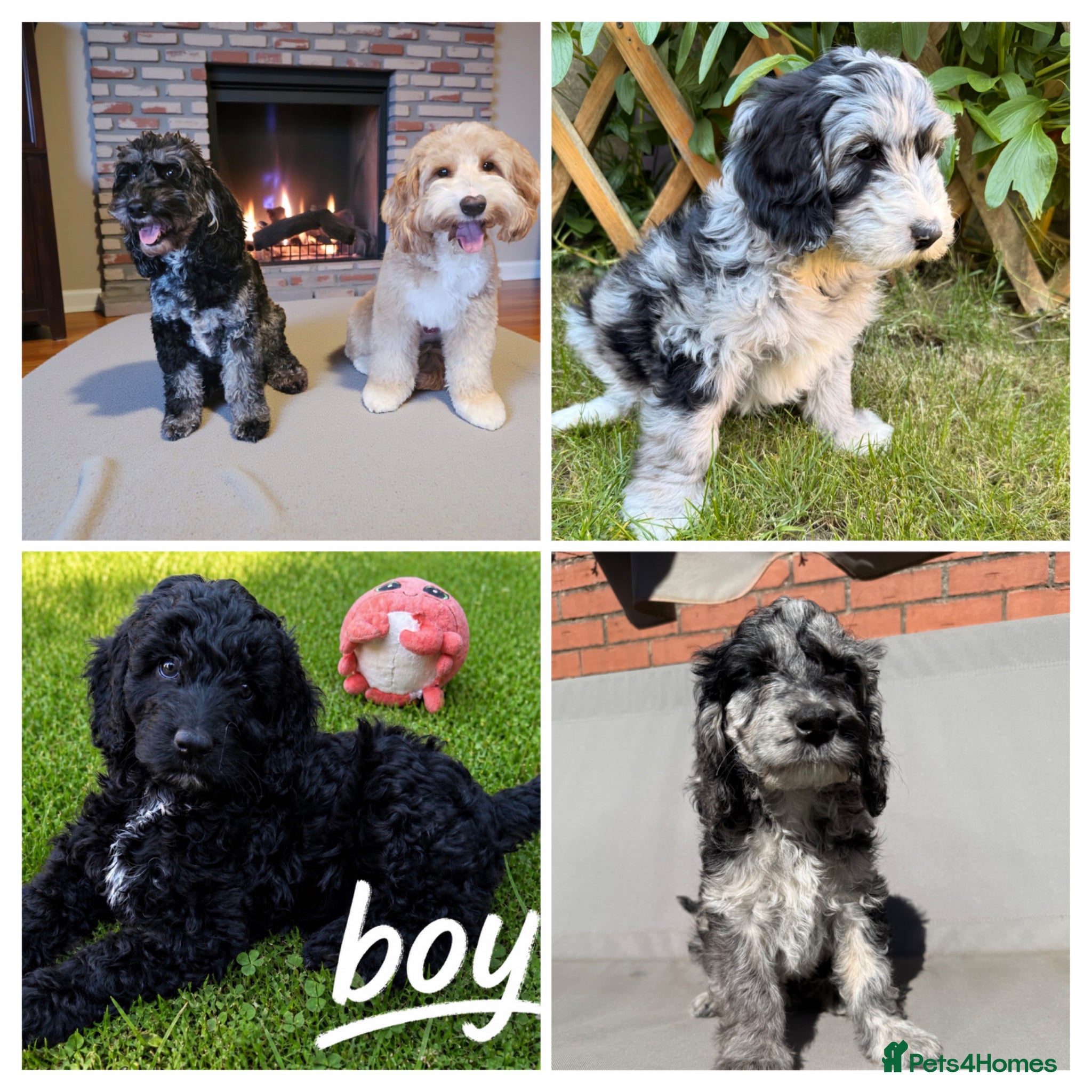 Australian Labradoodle dogs  2 Boy and 1 Girls available ready to go now - Advert 2