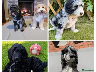 Australian Labradoodle dogs 2 Boy and 1 Girls available ready to go now - Advert 2