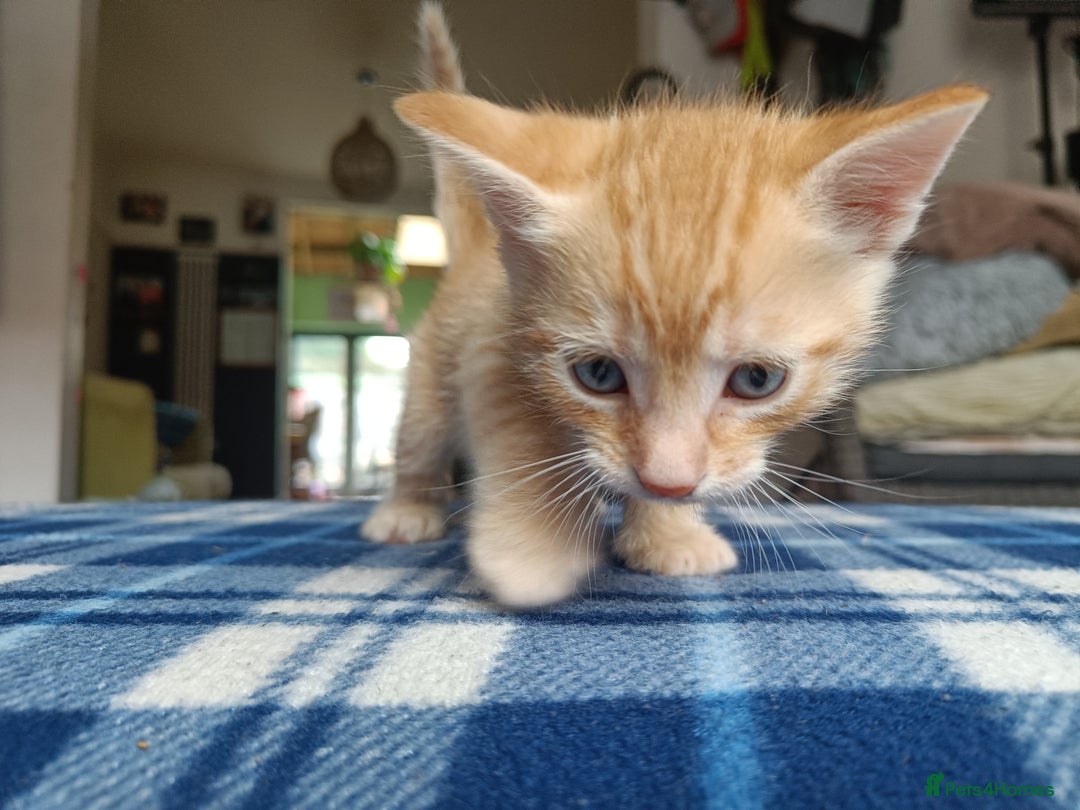 Mixed Breed cats for sale: Calico Mum, Tabby Dad kittens for sale - Image 6