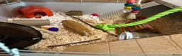 Mouse rodents for sale: Friendly baby black & white male with set up - Advert 5