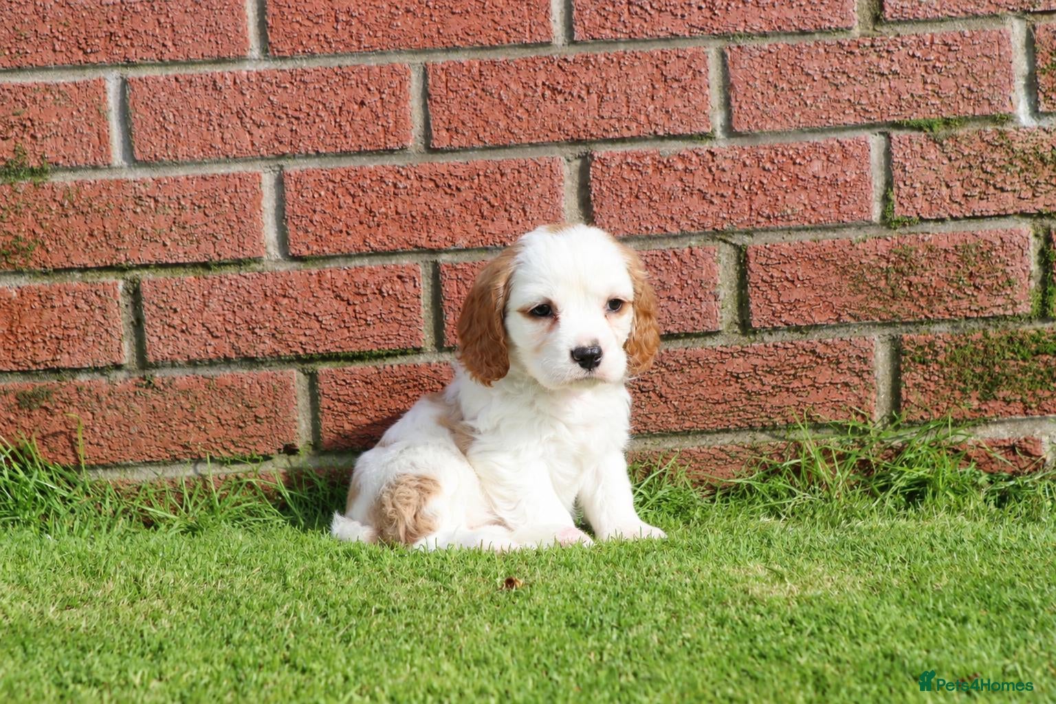Cavachon dogs Beautiful Cavachon puppies for sale - Advert 1