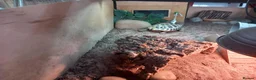 Tortoise reptiles for sale: Hermann tortoise 7 years old  in Alton - Advert 2