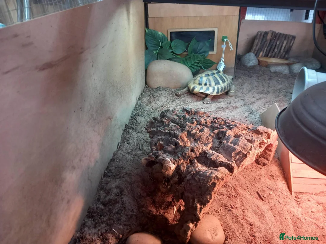Tortoise reptiles for sale: Hermann tortoise 7 years old  in Alton - Advert 2