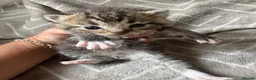 Mixed Breed cats for sale: Silver Tabby Exotic Kittens For Sale - Advert 4