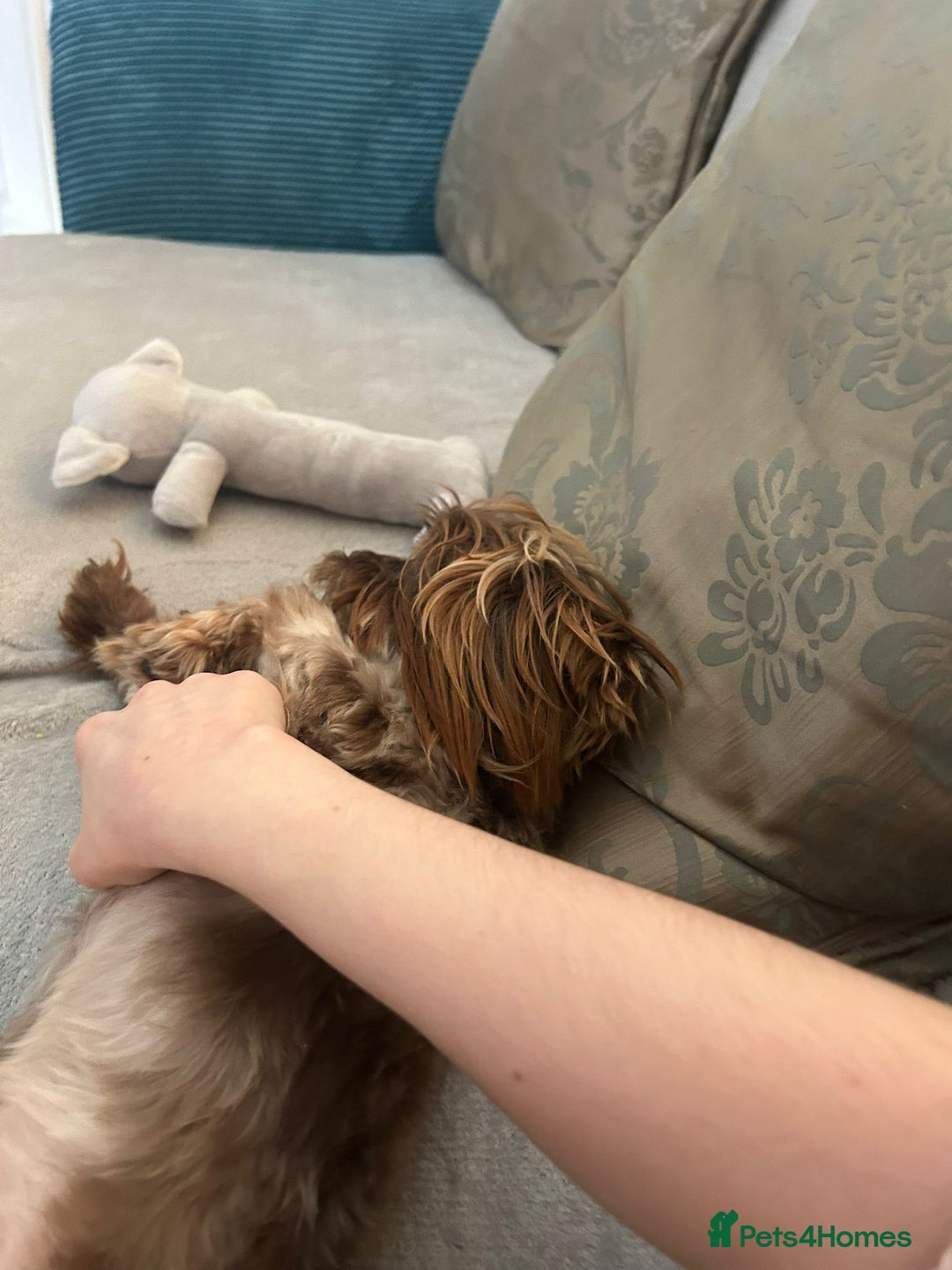 Yorkshire Terrier dogs for adoption: 💙🐶 COCO 🐶💙 - Image 14