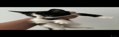 Mixed Breed 3