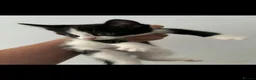Mixed Breed cats for sale: 3 kittens in St. Neots - Advert 2