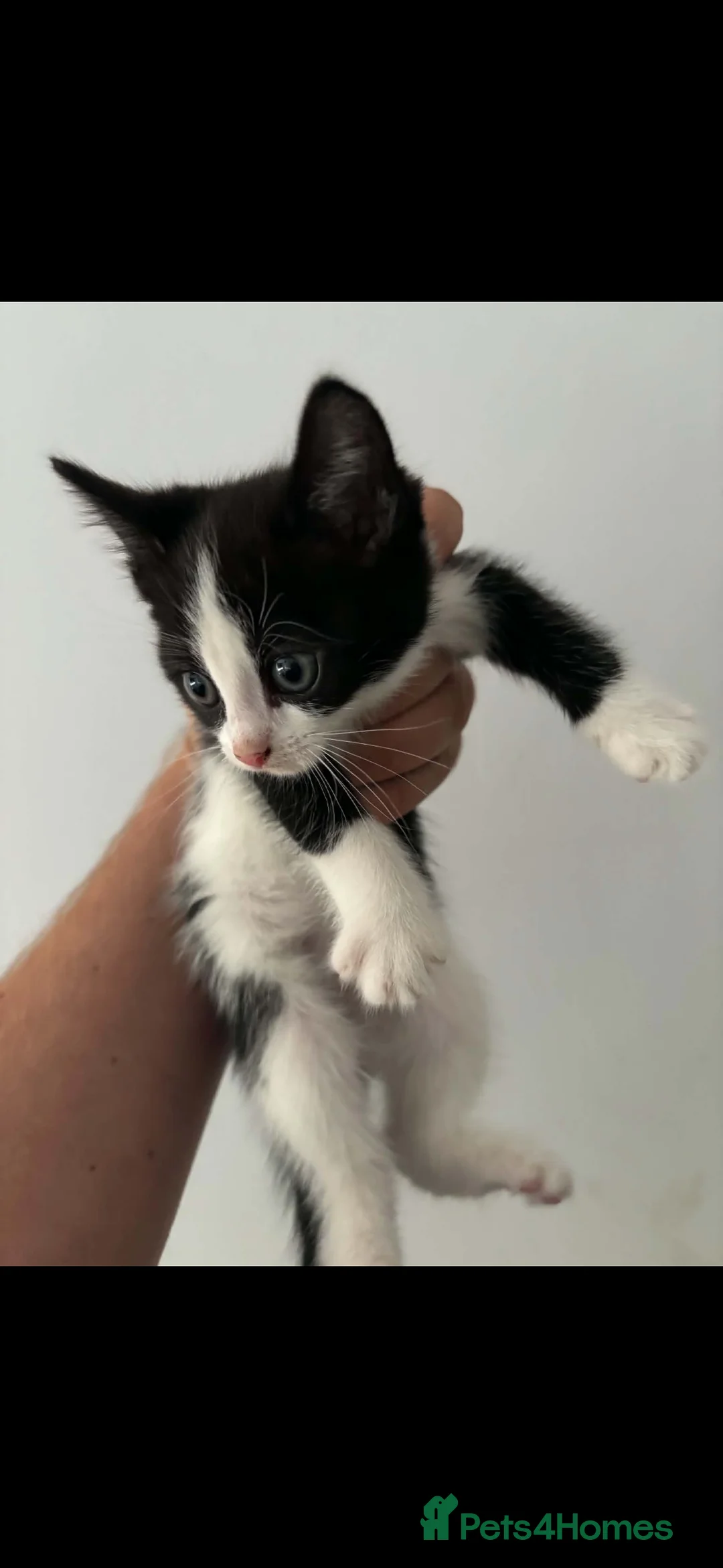 Mixed Breed cats for sale: 3 kittens in St. Neots - Advert 2