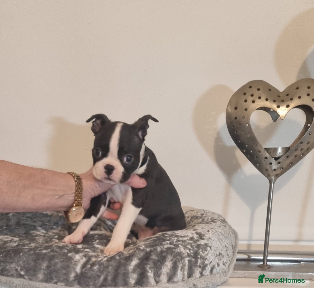 Boston Terrier dogs for sale: Boston Terrier Puppies  - Advert 35