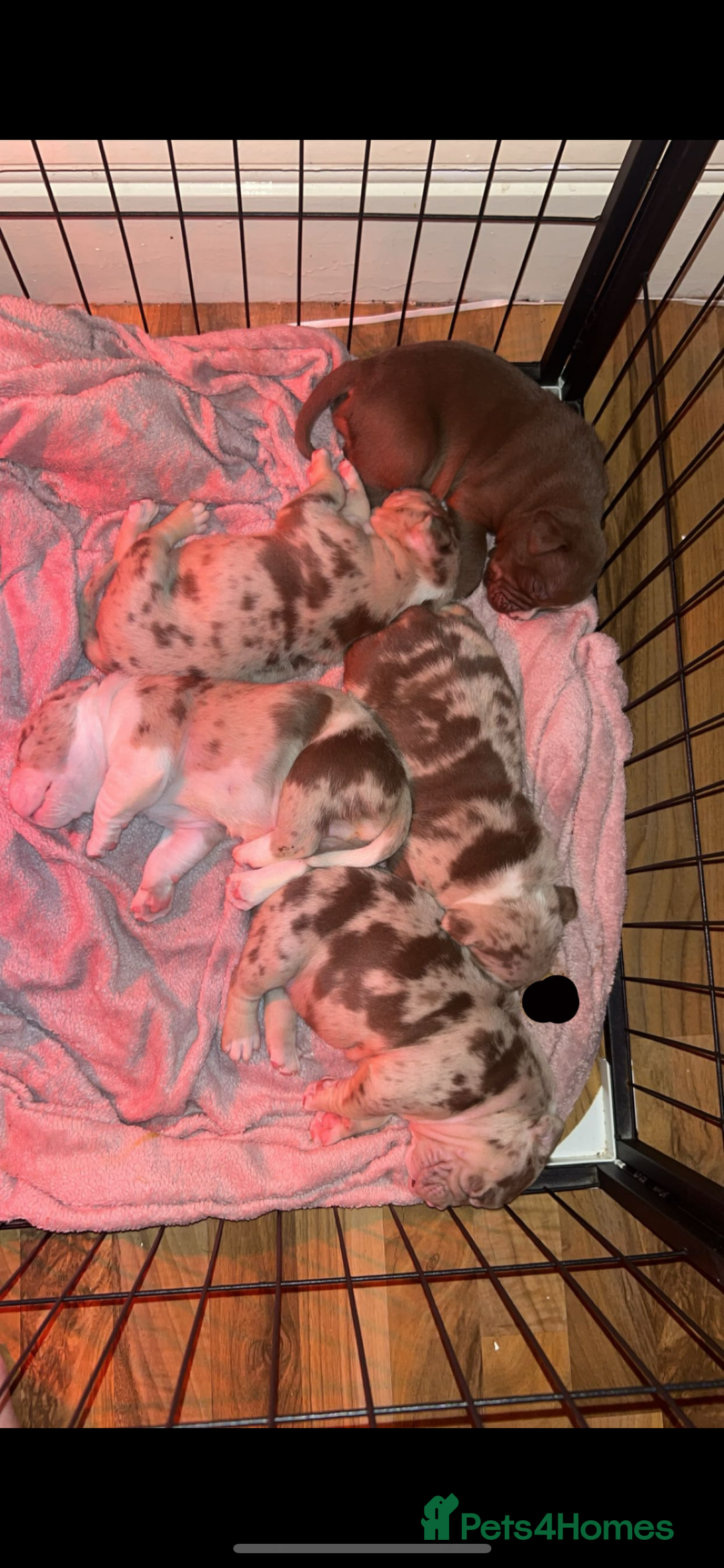 Mixed Breed dogs for sale: 4 girl pocket bully’s - Advert 5