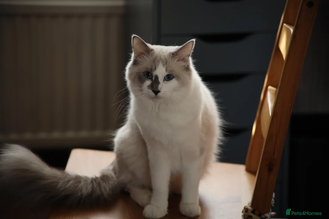 Ragdoll cats for sale: Gorgeous ragdoll girls!  - Advert 17