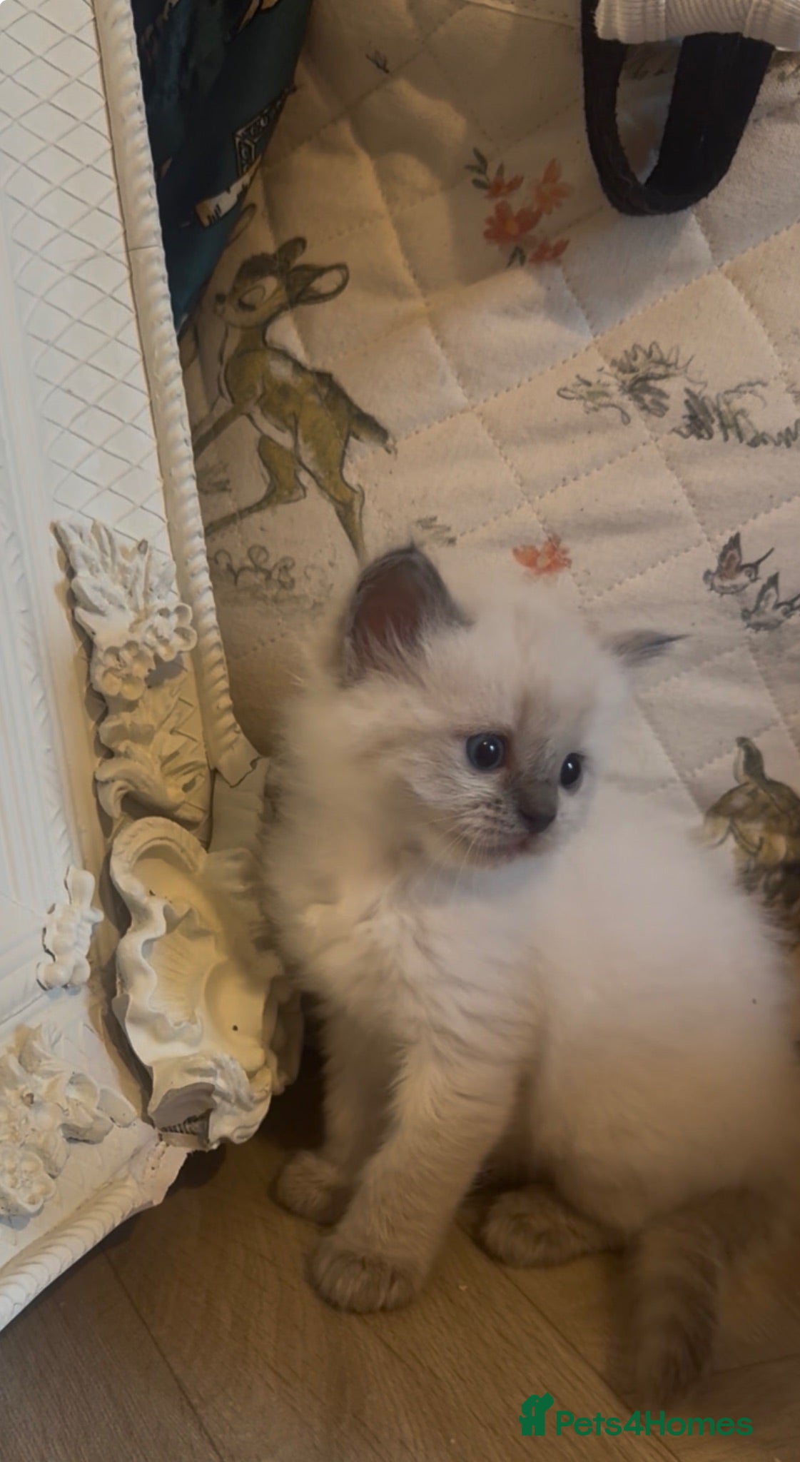 Ragdoll cats for sale: Pawtrait Perfect Ragdoll kittens - Advert 1