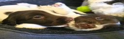 English Springer Spaniel dogs for sale: 💫Beautiful🐾KC💛 English Springer Spaniel Puppies - Advert 16