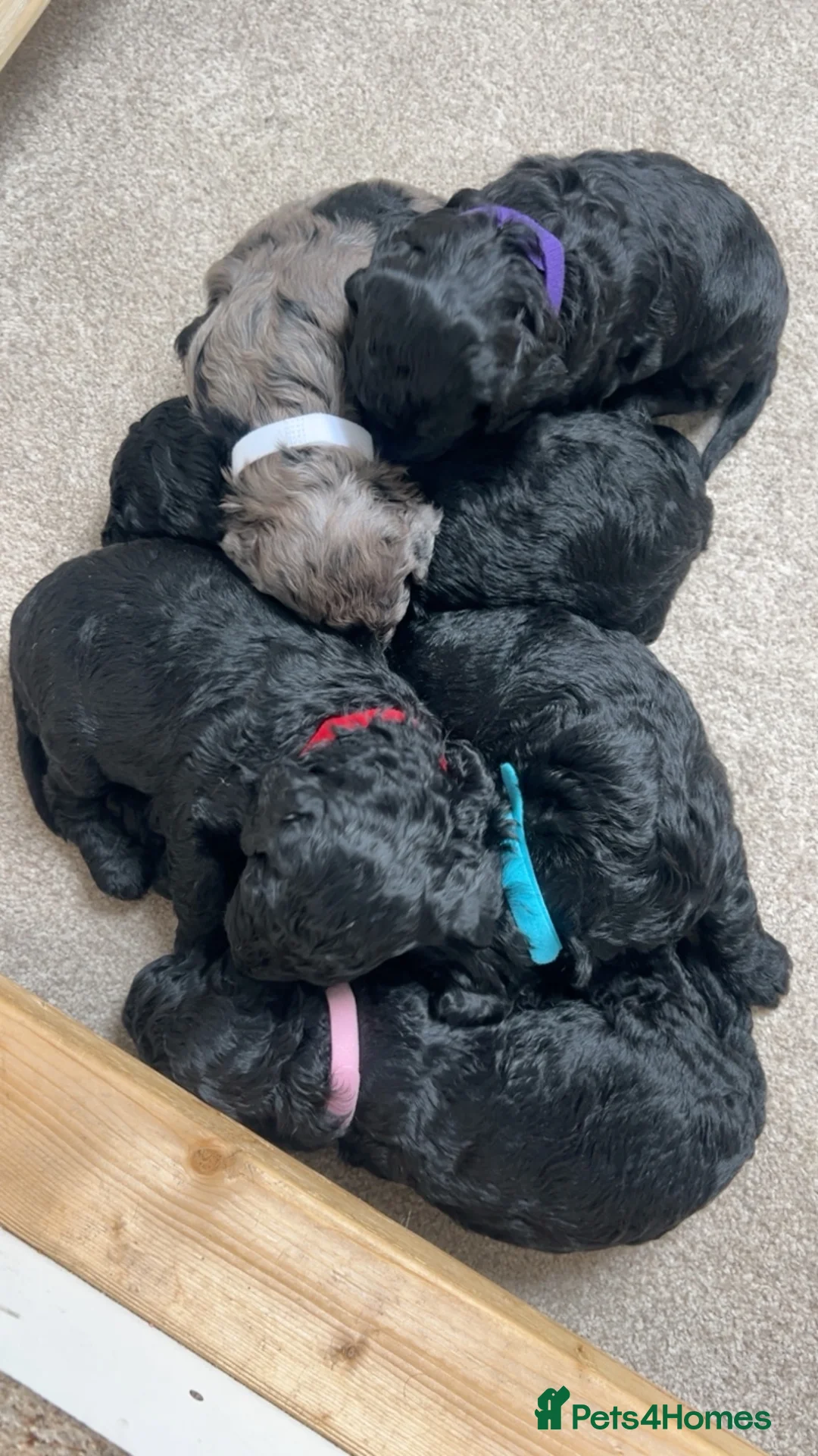 Cockapoo dogs for sale: Beautiful F1b cockapoo pups - Advert 2