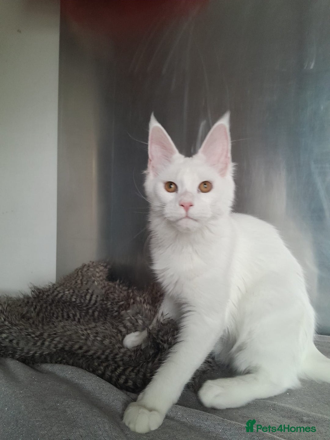 Maine Coon cats for sale: two girl with 5 pedigree maine coon - Image 8