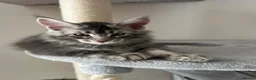Maine Coon cats for sale: ✨ TICA Registered Maine Coon Boys ✨ - Advert 12