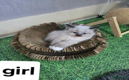 Ragdoll cats for sale: Pure ragdoll kittens for sale - Image 5