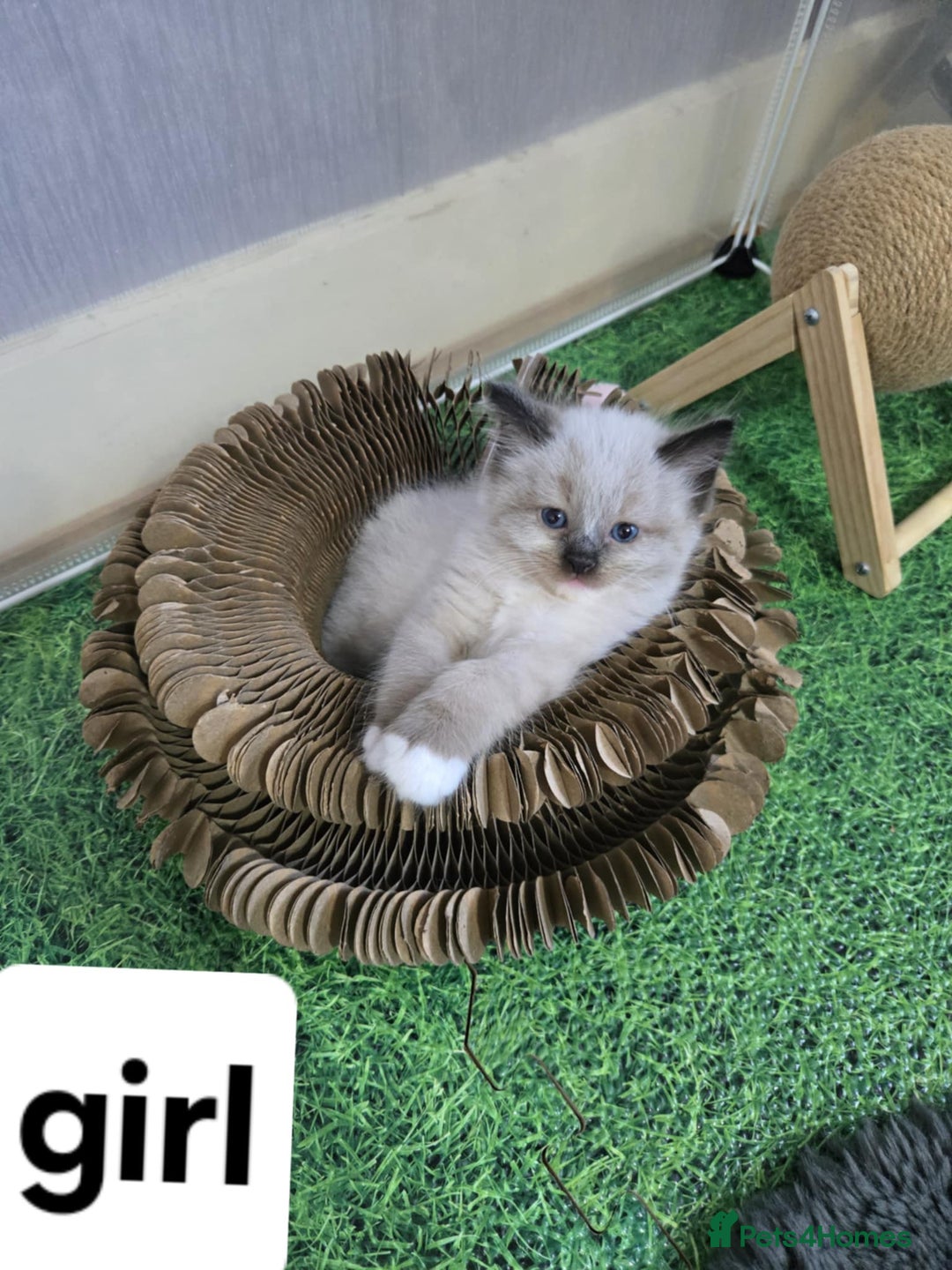 Ragdoll cats for sale: Pure ragdoll kittens for sale - Image 5