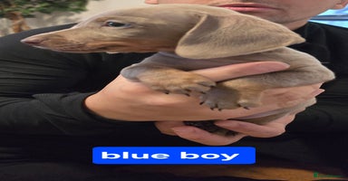 Miniature Dachshund dogs - Advert 4