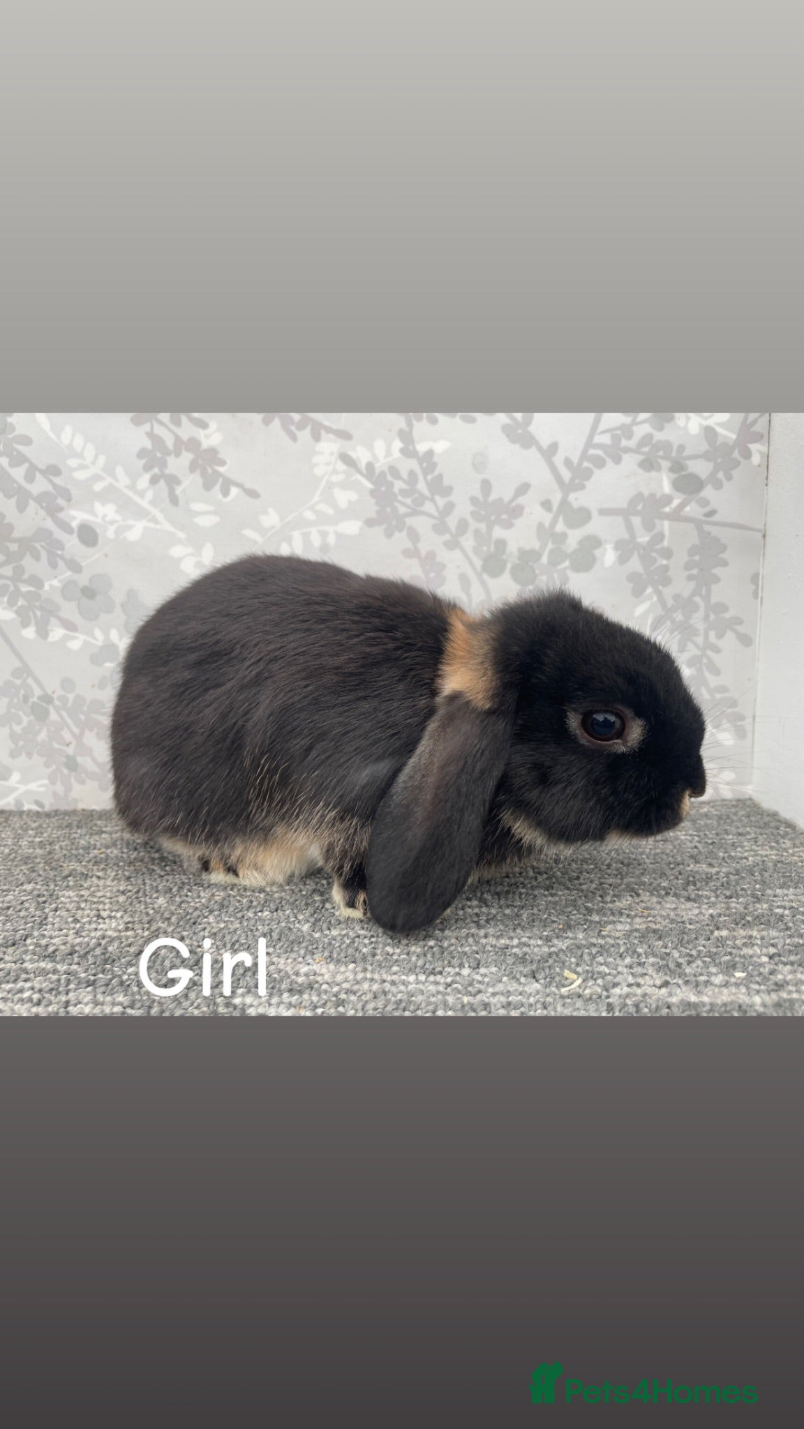 Mini Lop rabbits READY TO LEAVE NOW Mini lops  - Advert 9