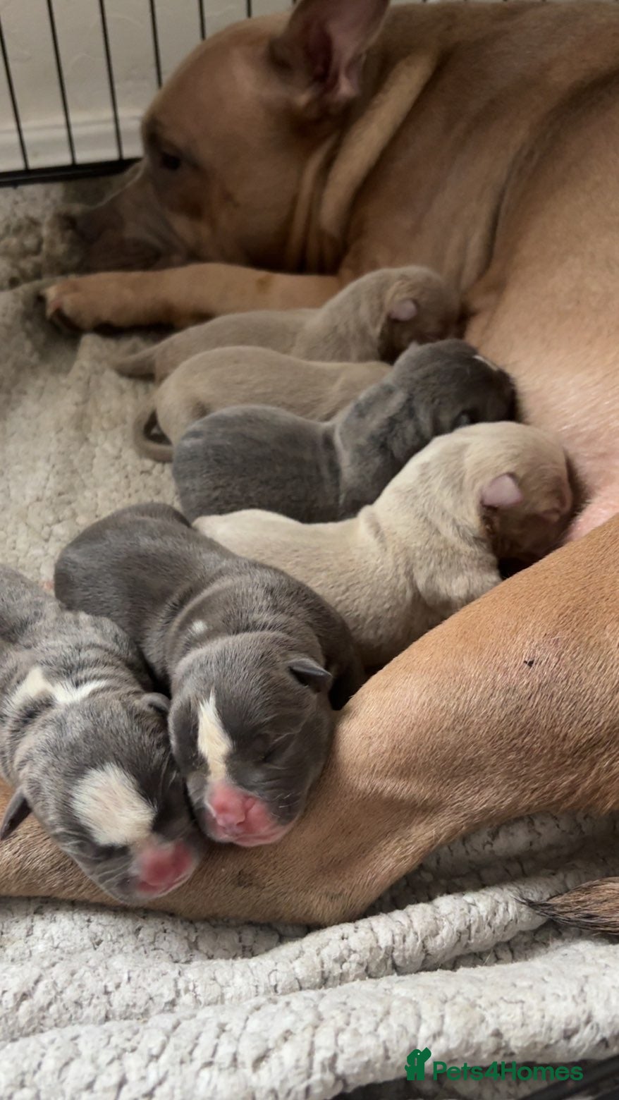 Mixed Breed dogs  olde English bulldog  x staffy/ pocket bully - Advert 6