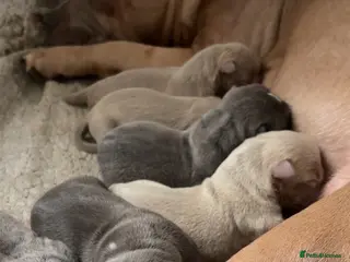 Mixed Breed dogs olde English bulldog x staffy/ pocket bully - Advert 6