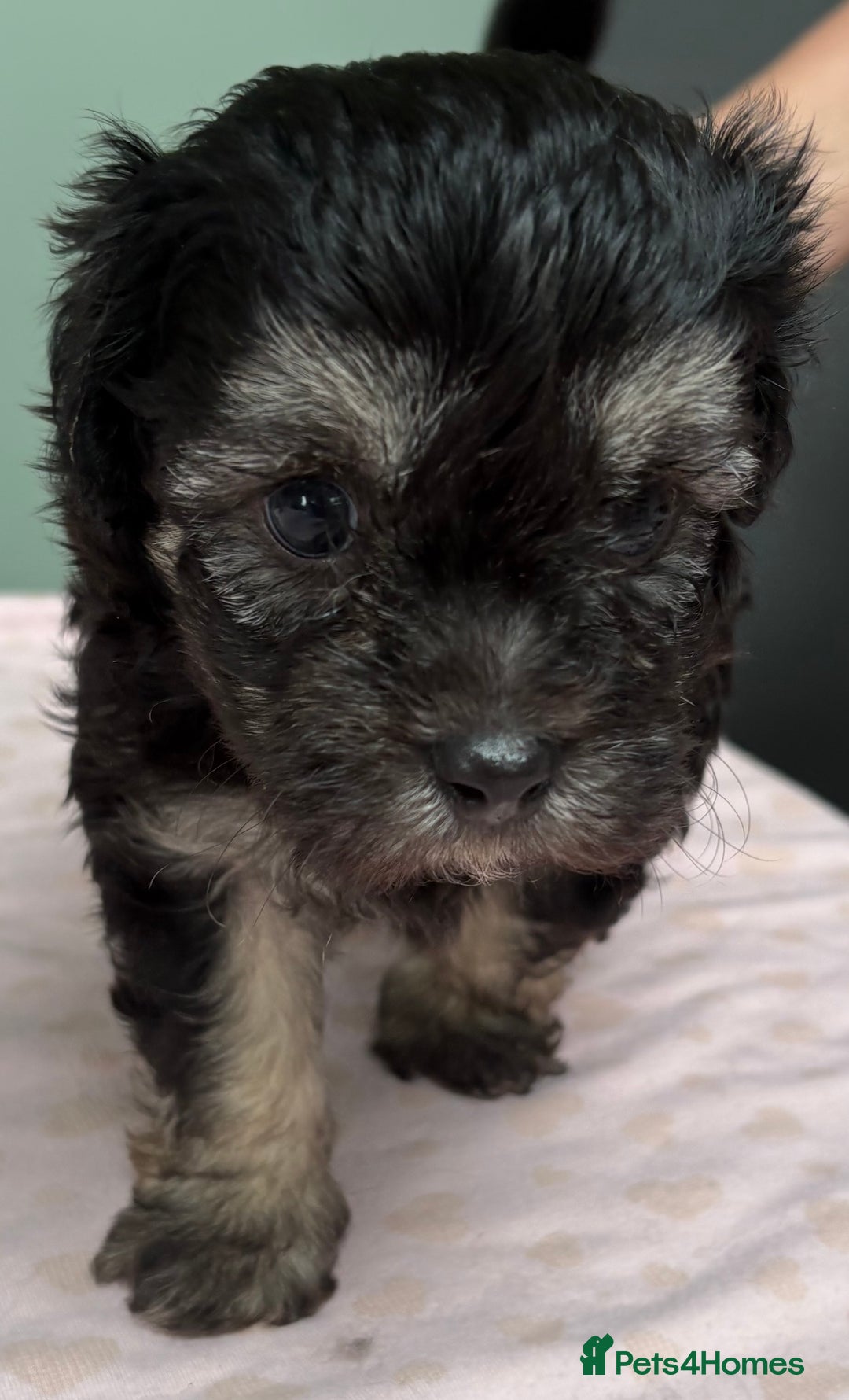 Maltipoo dogs for sale: Beautiful maltipoo puppies - Image 6