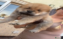 Chow Chow dogs for sale: chow chow puppies  - Image 26