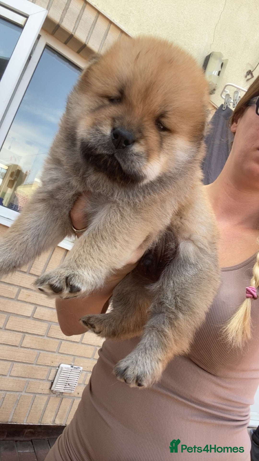 Chow Chow dogs for sale: chow chow puppies  - Image 26