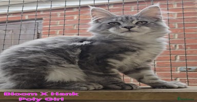 Maine Coon cats in Rotherham - Advert 13