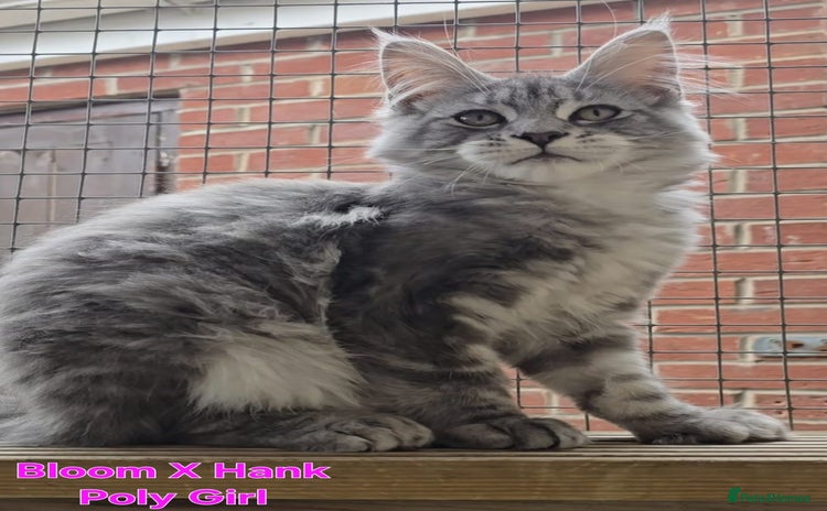 Maine Coon cats in Rotherham - Advert 7