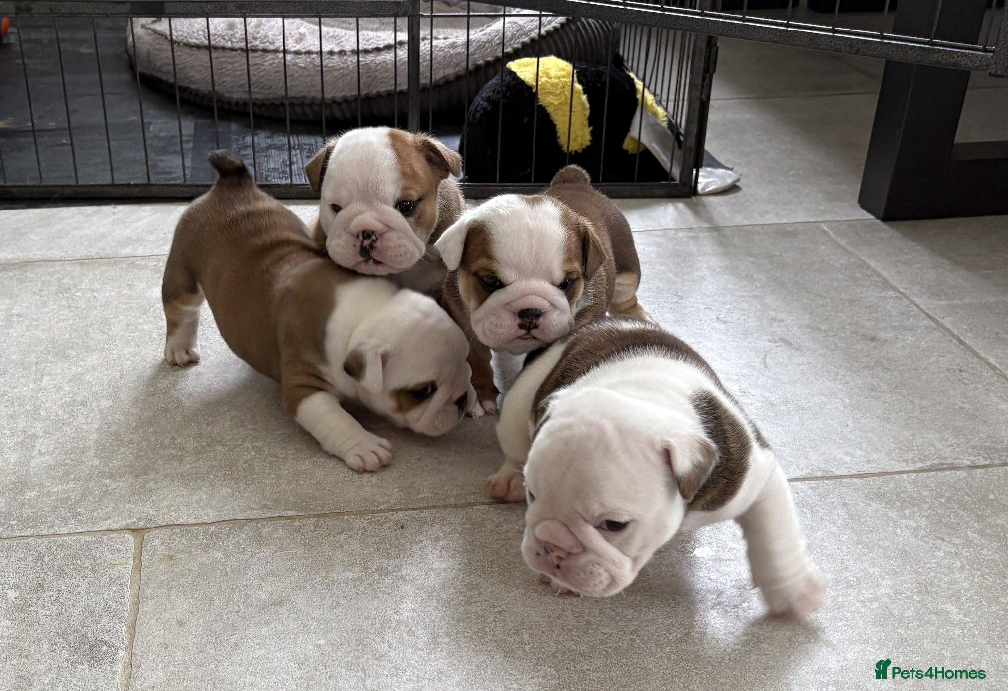 English Bulldog dogs 🐾KC reg Red & White English Bulldog 🐶 - Advert 2