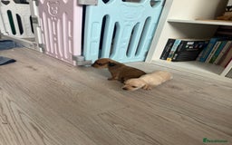 Mixed Breed dogs for sale: Schweenie pups  - Image 9