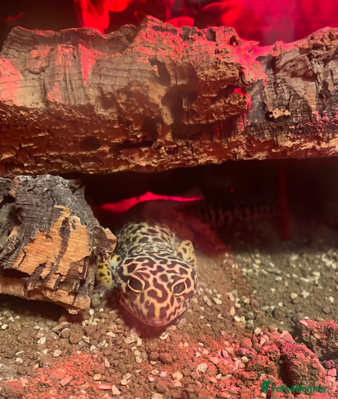 Leopard Gecko reptiles for sale: Leopard Gecko & Vivarium  - Image 2