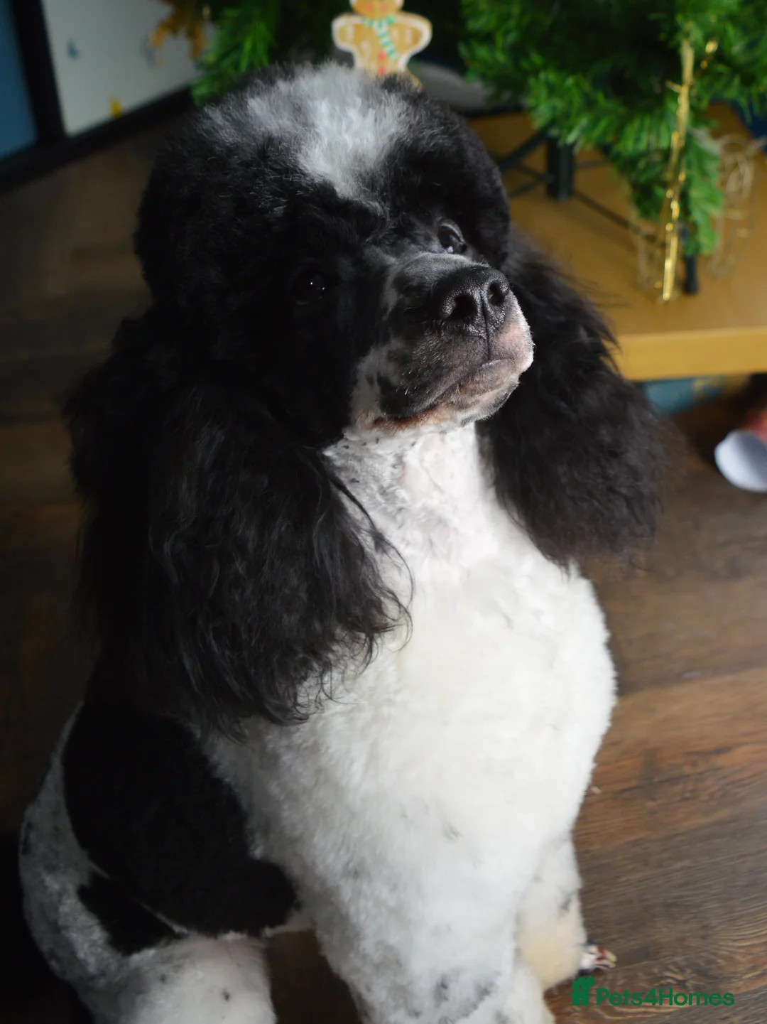 Miniature Poodle dogs for stud: Gorgeous Parti Miniature Poodle - Advert 28