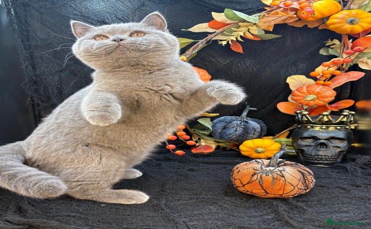 British Shorthair cats - Advert 12